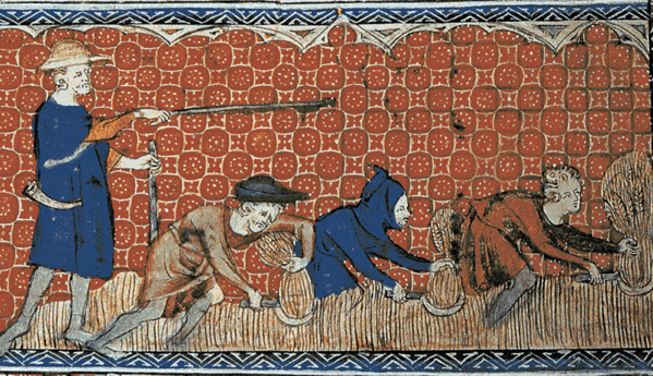 Illustrazione medievale di uomini che raccolgono il grano con uncini per la mietitura, su una pagina di calendario per il mese di agosto. Salterio della Regina Maria